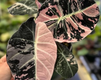 Alocasia Portora Variegata - Etsy Alocasia Portora Variegata - Etsy