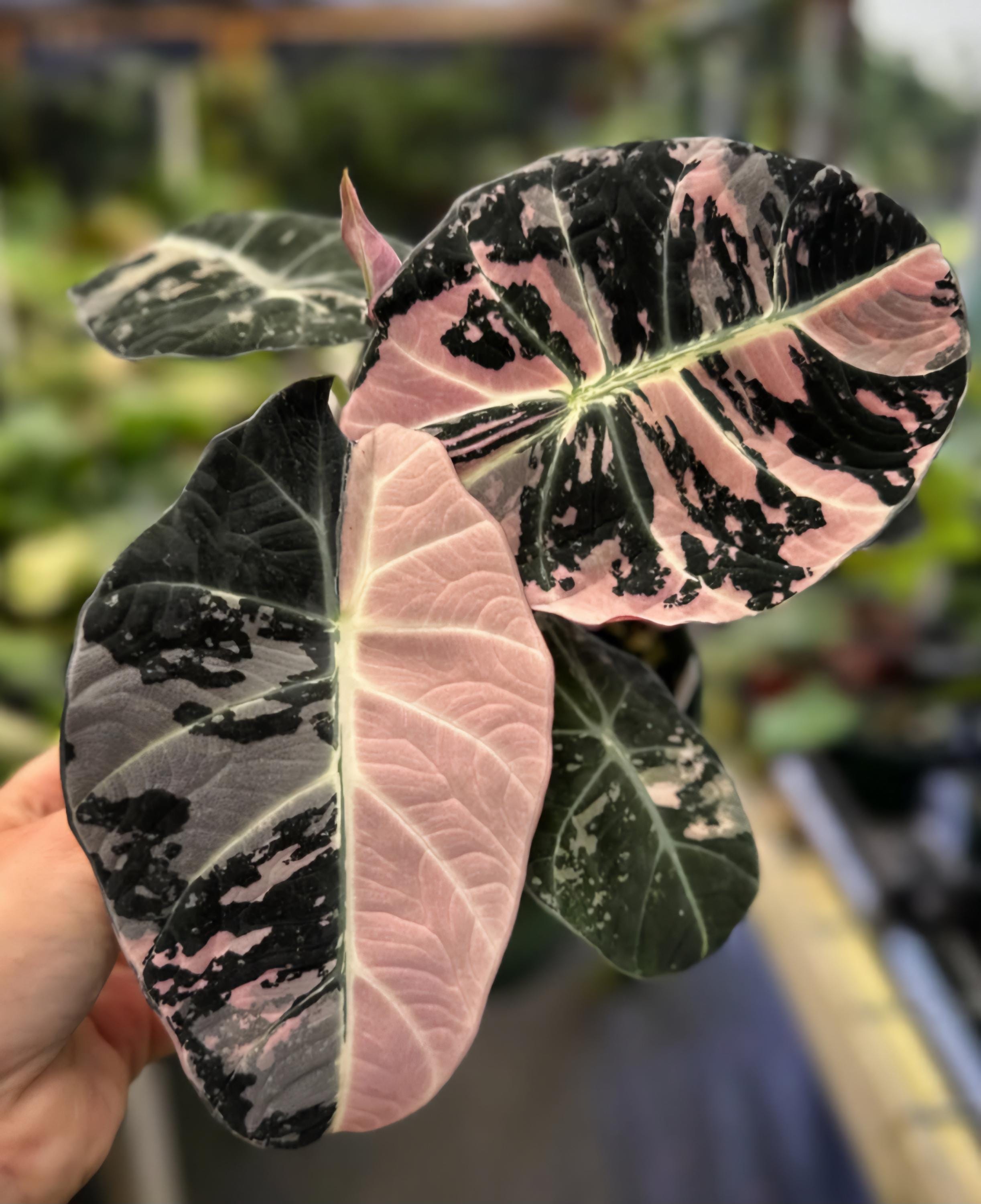 Alocasia - Etsy 日本 Alocasia - Etsy 日本
