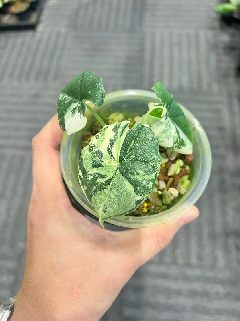 Variegated alocasia melo - Etsy 日本