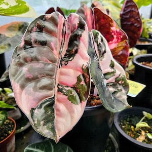 Alocasia cuprea pink var/アロカシア クプレア ピンク