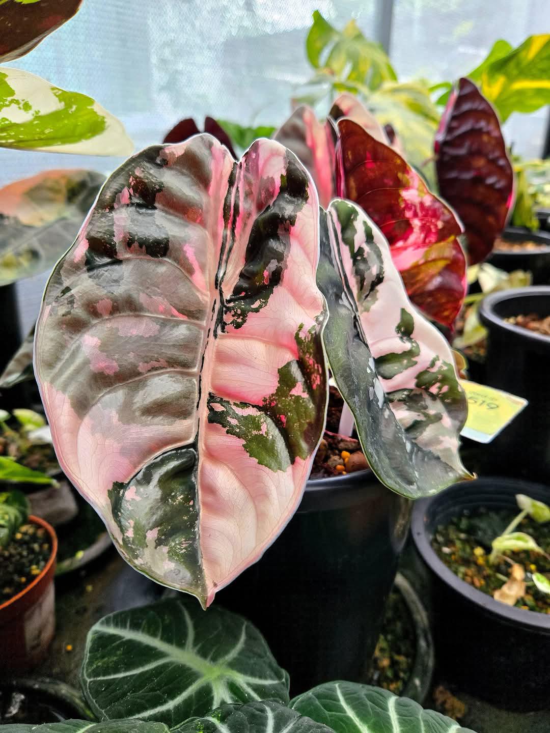 アロカシア ワトソニアナ 地下茎 芋 alocasia watsoniana