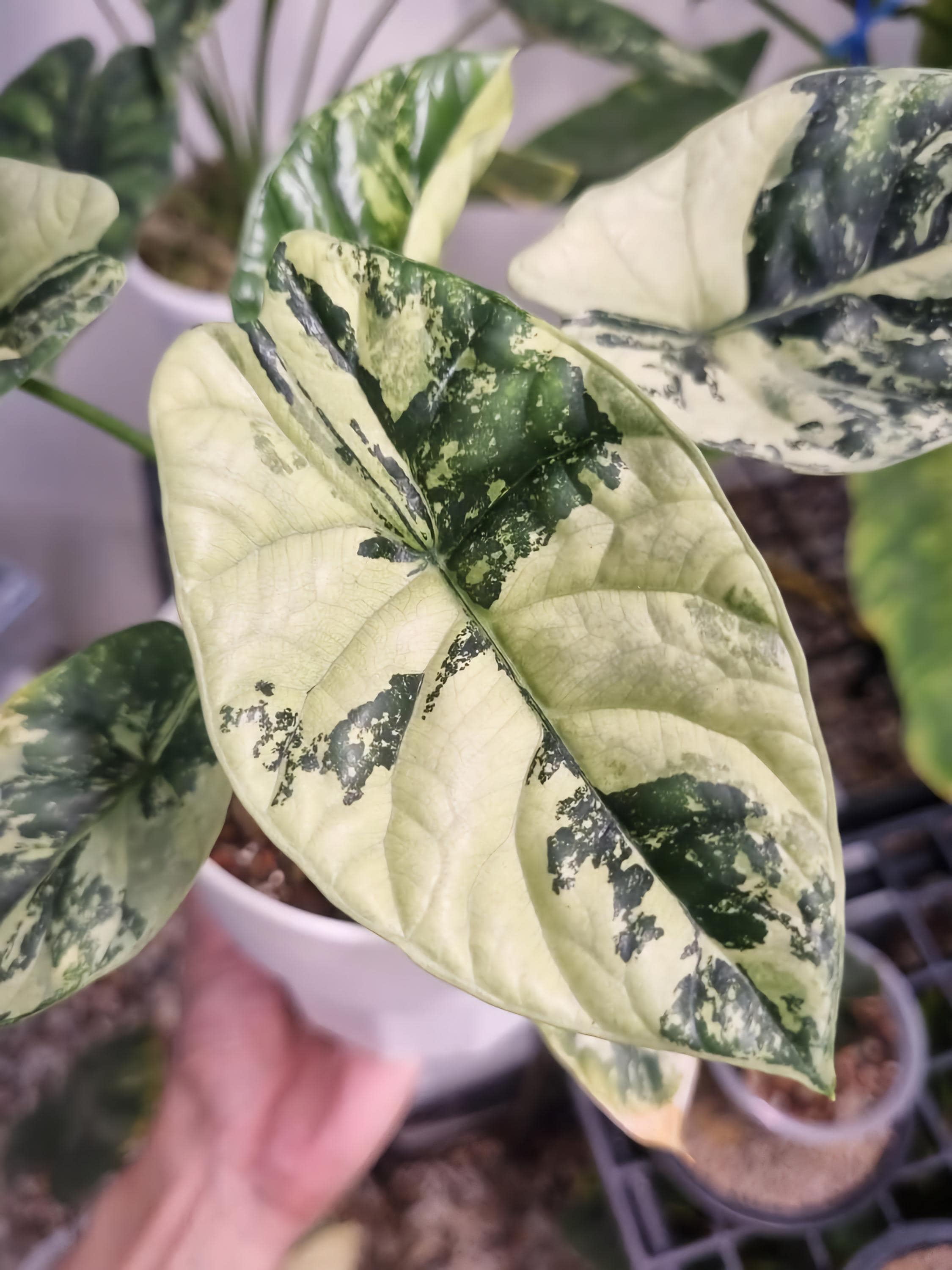 Alocasia dragon scale variegated - Etsy 日本