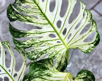Rare Monstera Deliciosa Green on Green - Etsy Rare Monstera Deliciosa Green on Green - Etsy