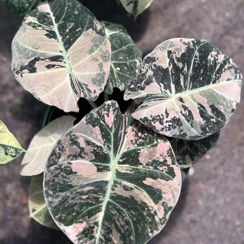 極斑入り アロカシア ノビリスピンク 極斑入り アロカシア ノビリスピンク Alocasia nobilis pink