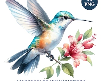 Watercolor Hummingbird Clipart: Floral Bird PNG Bundle (Digital Download)