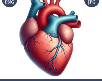 Anatomisch menselijk hart clipartbundel: realistische medische illustraties, png en jpg, digitale download