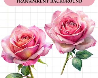 Aquarell rosa Rose Clipart Bundle: Transparente PNG-Bilder, digitaler Download