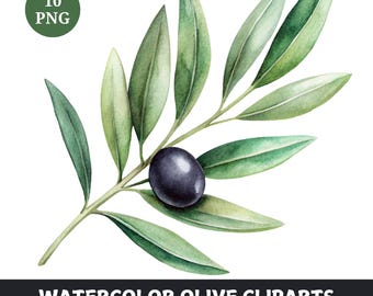 Può includere: Illustrazione ad acquerello di un ramo di ulivo verde con una singola oliva nera. Il ramo ha diverse foglie ed è dipinto in uno stile realistico. Lo sfondo è trasparente.