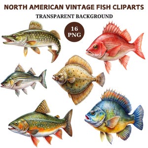 Watercolor Fish Clipart Bundle: Vintage North American Fish Illustrations (Digital Download)