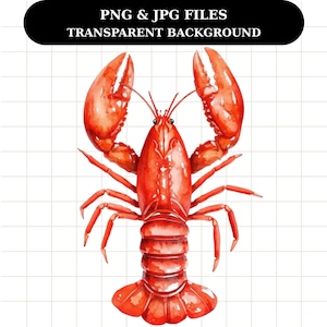 Akvarell röd hummer Clipart: PNG & JPG, 4000 x 4000 px, 300 dpi (digital nedladdning)