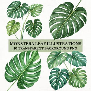 Monstera Leaf Clipart Bundle: Tropical PNG Illustrations, Digital Download