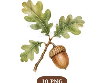 10 Acorn Clipart PNG, Autumn Fall Botanical Cliparts (Digital Download)