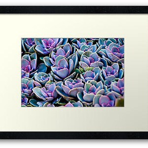Succulent Photograph Vibrant Violet Purple Cacti Plant Lovers Art Print Home Decor image 9