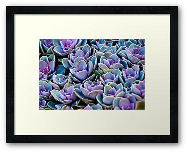 Succulent Photograph Vibrant Violet Purple Cacti Plant Lovers Art Print Home Decor image 9