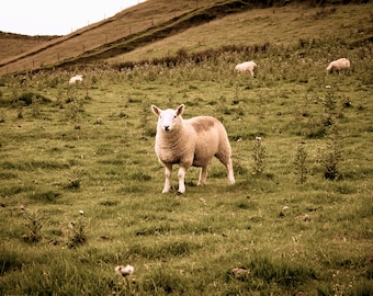 Photograph White Scottish Sheep Grazing in Isle of Sky Scotland Scottish Highlands Travel Art Print Home Decor Gift