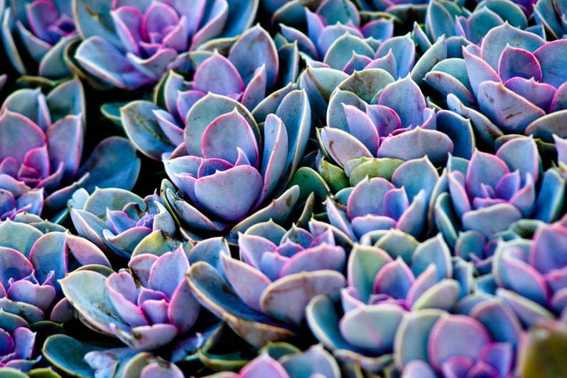 Succulent Photograph Vibrant Violet Purple Cacti Plant Lovers Art Print Home Decor image 1