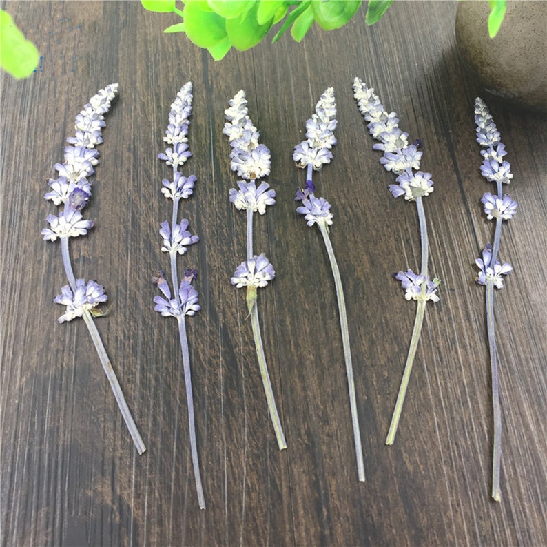 15pcs Organic Natural Dried Press Lavender Flower