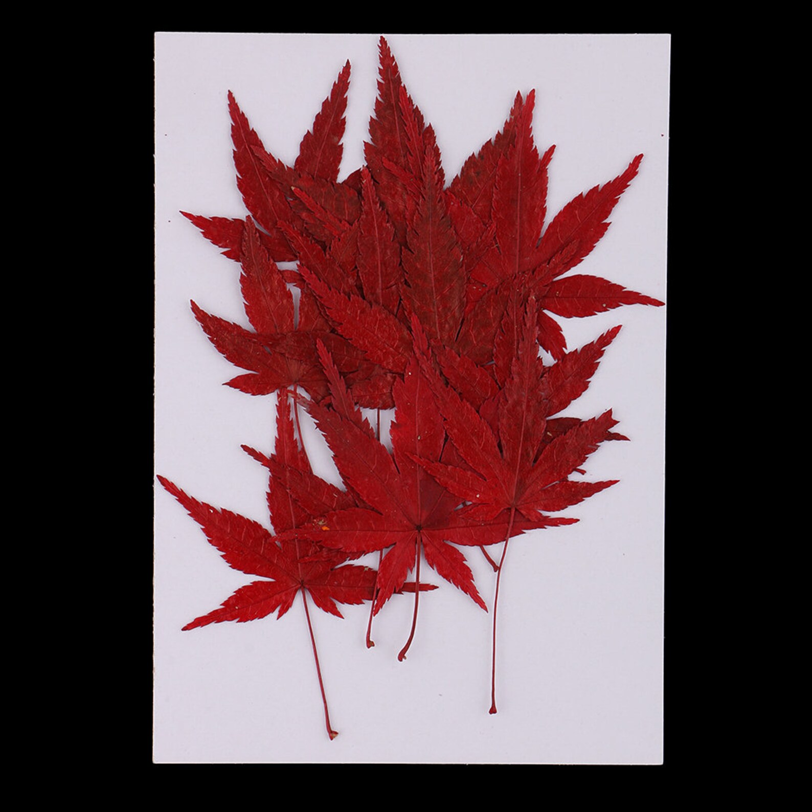 12 Pieces Natural Real Dried Flowers Leaves Red Maple Leaf Etsy