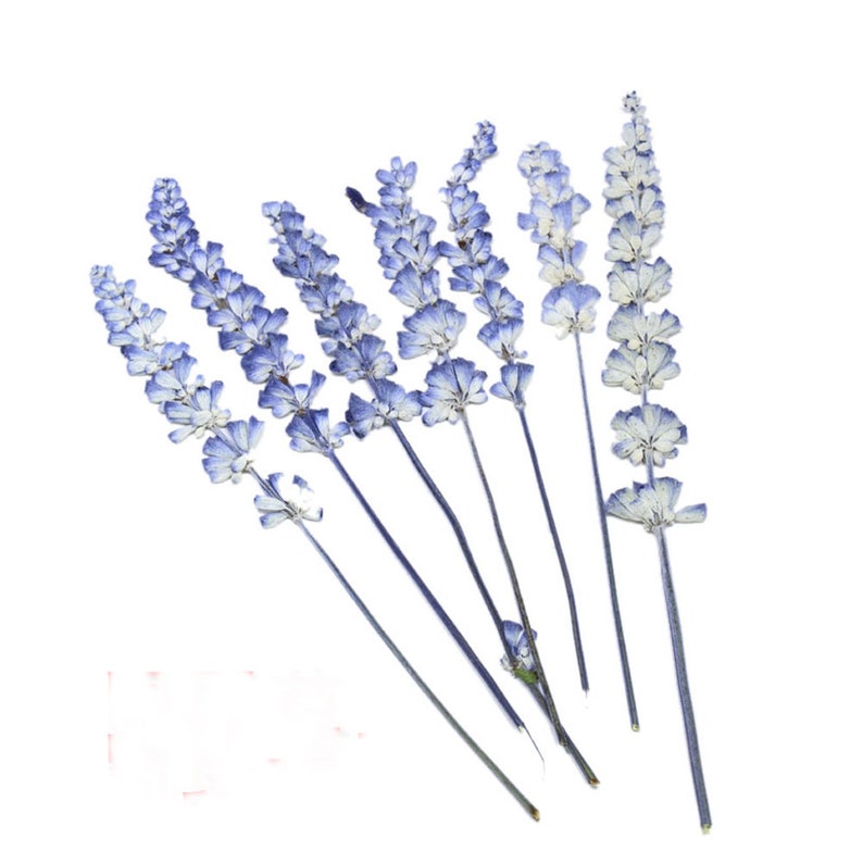 15pcs Organic Natural Dried Press Lavender Flower