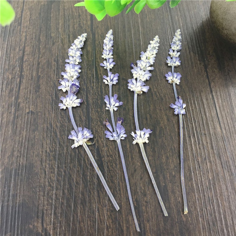 15pcs Organic Natural Dried Press Lavender Flower