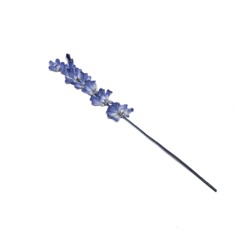 15pcs Organic Natural Dried Press Lavender Flower