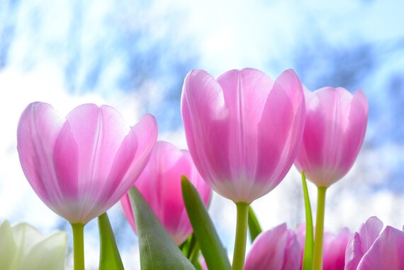 5D DIY Round Full Diamond Painting Tulips Flower Diamond Embroidery Full Square