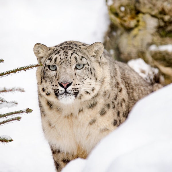 Diamond Painting Snow Leopard - Etsy