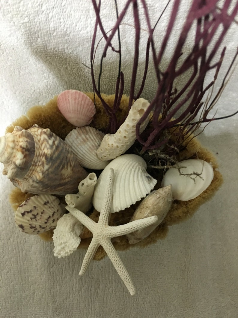 Seashells and Sea Fan in Natural Sponge Vase Beach Decor Etsy