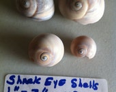 4 Shark Eye/ Moon Shell Seashells FLorida Beaches Sea Shell