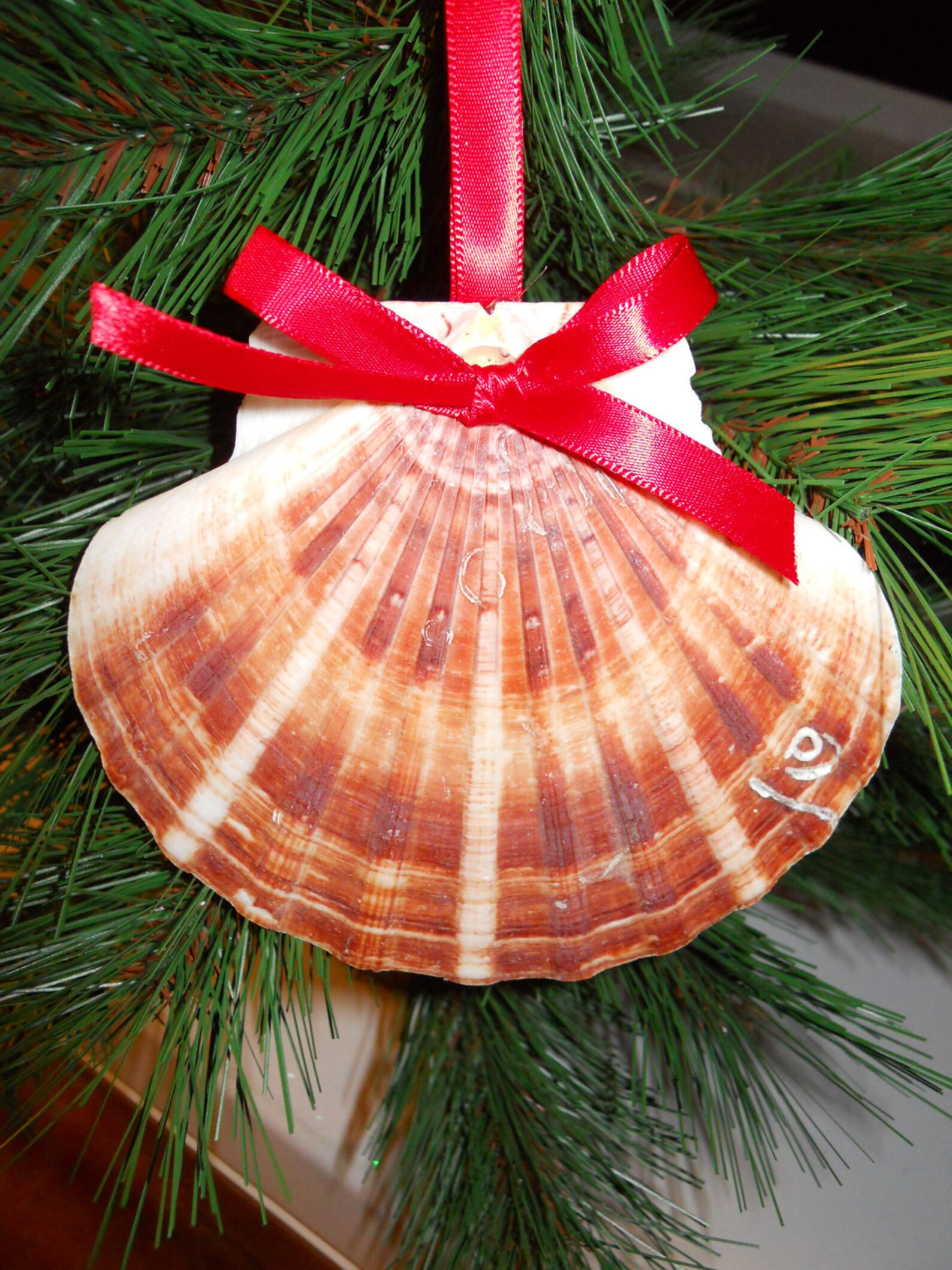Large 5 Inch Christmas Seashell Clam Shell Ornament Etsy
