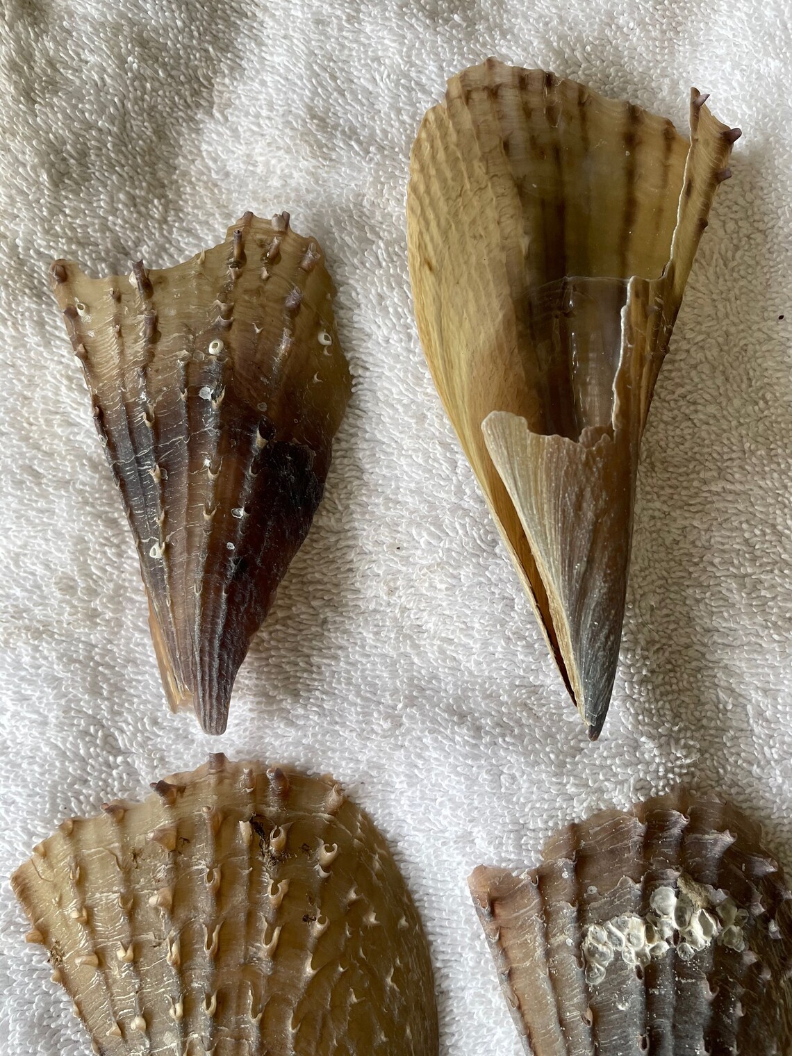 6 Pieces Large Pen Seashell With Barnacles Conch Pen Florida Etsy