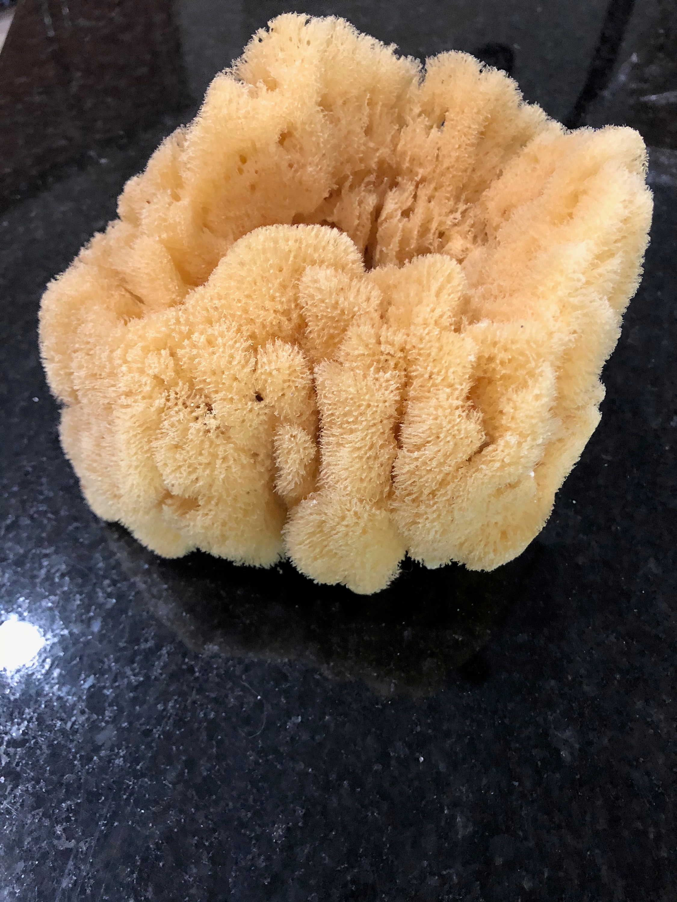 Natural Sponge Vase Beach Decor Clean Etsy Australia