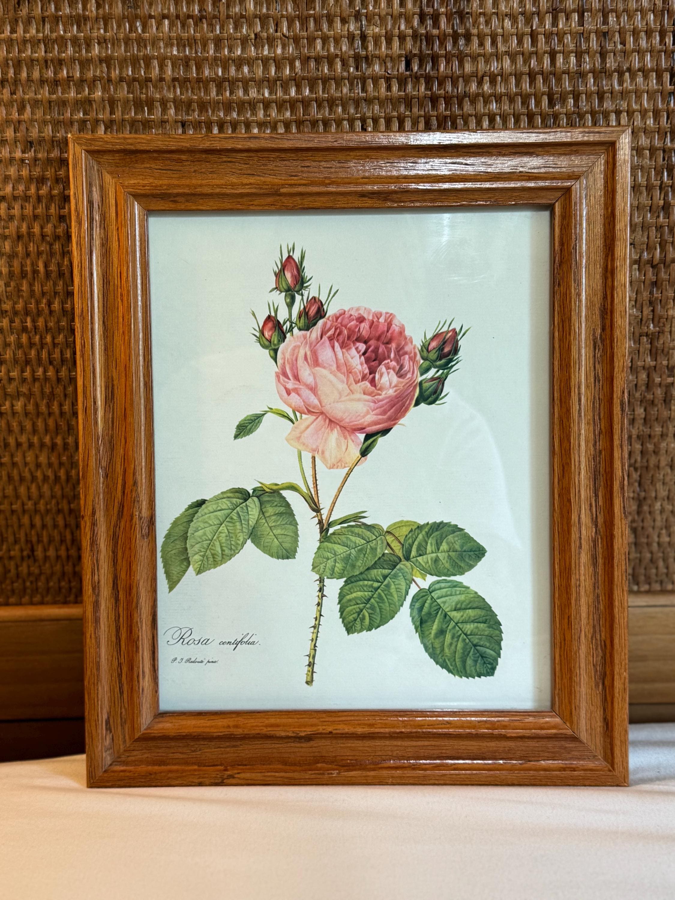 Framed Roses Redoute - Etsy