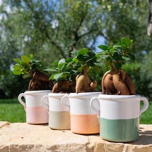 Bomboniera con bonsai ulivo o ginseng, con vaso di ceramica fatto a mano - Personalizzabile - Idea originale Made in Italy (Bonsai)