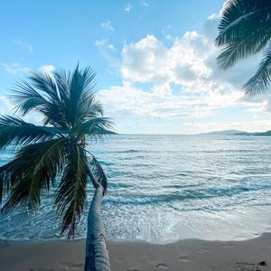 Palm Tree Beach