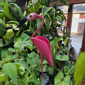 May include: A pink metal flamingo garden ornament with a black beak and a white and pink head. The flamingo is surrounded by lush green foliage. The date "June 12, 2025" is visible in the lower left corner.