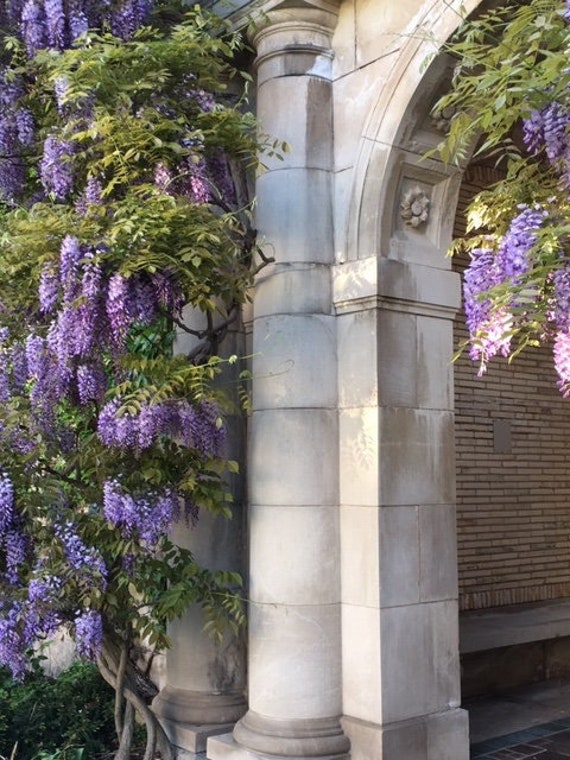 Wisteria Arch - Etsy