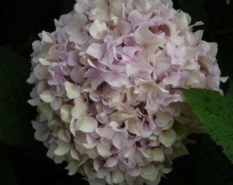 Pink Hydrangea