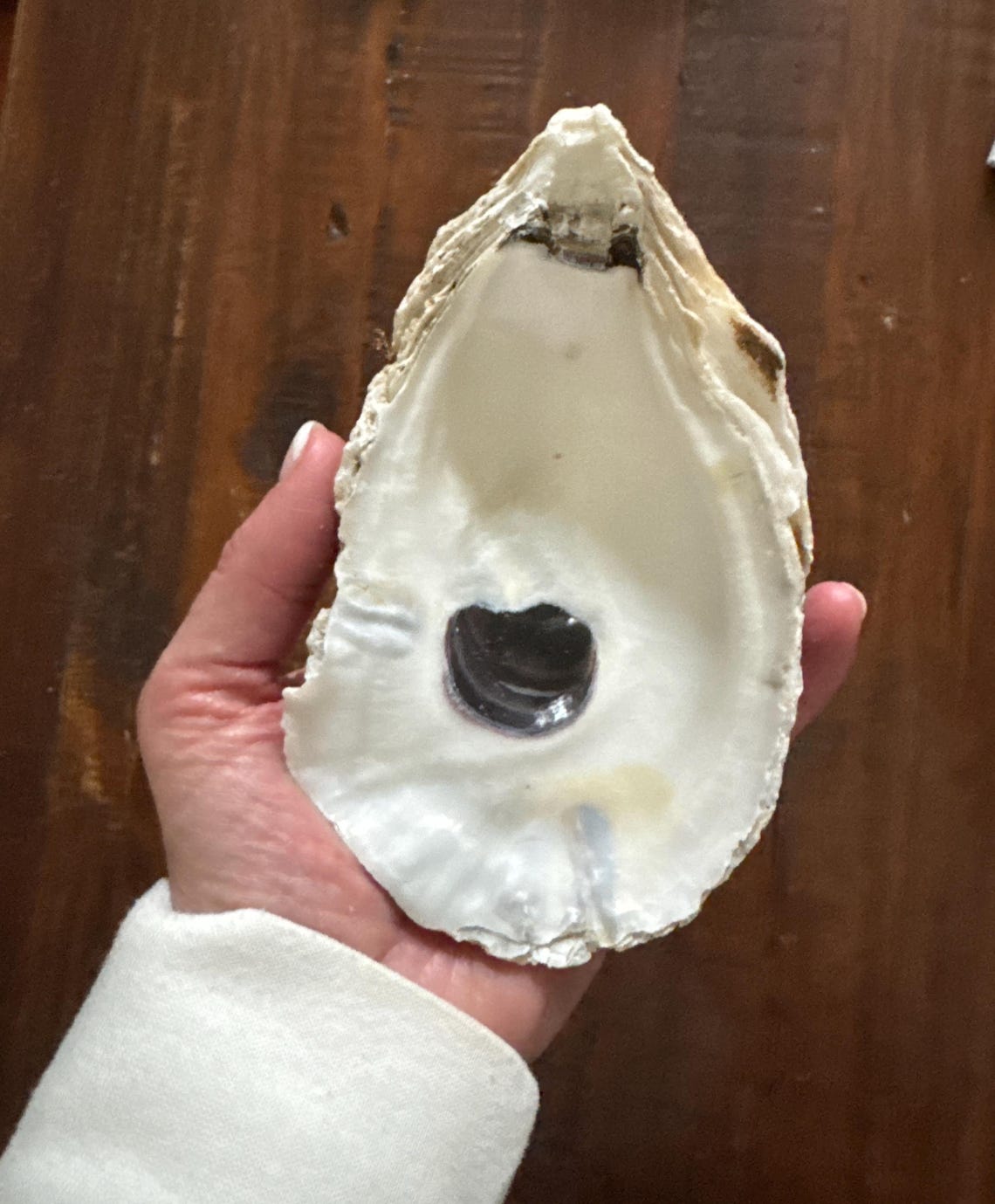 Bleached Oyster Shells: 5-6+ Inches - Etsy