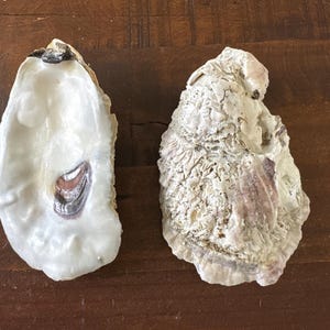 May include: Two oyster shells, one open and one closed. The open shell has a white interior with a brown and purple iridescent sheen. The closed shell is white with a rough texture.