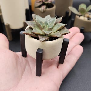 May include: A small succulent plant in a cream-colored pot with a black metal stand. The plant is on a person's hand.