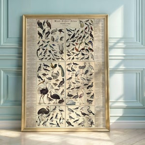 19th Century Bird Illustration Poster | Wand-Bilder-Atlas | Hand-Colored Lithograph | Gustav Eduard Müller Art & Science Print