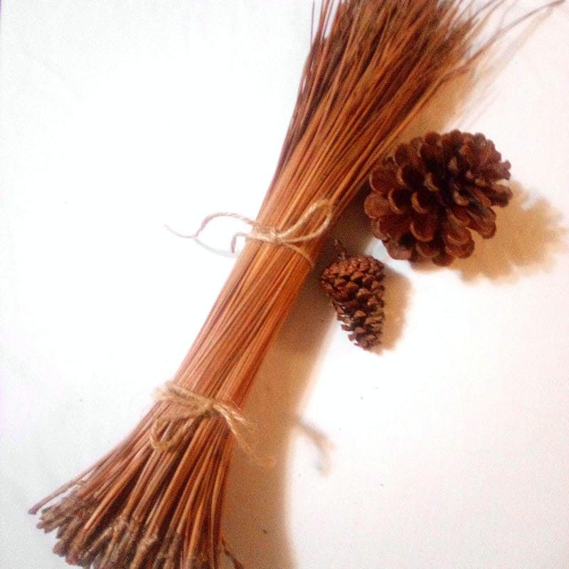Aiguilles De Pin Longues Pour Vannerie - Lot De 16oz (The Tall Pine)