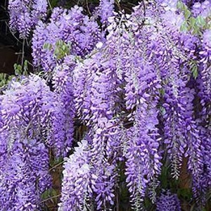 1 Blue wisteria,floribunda 12-18"