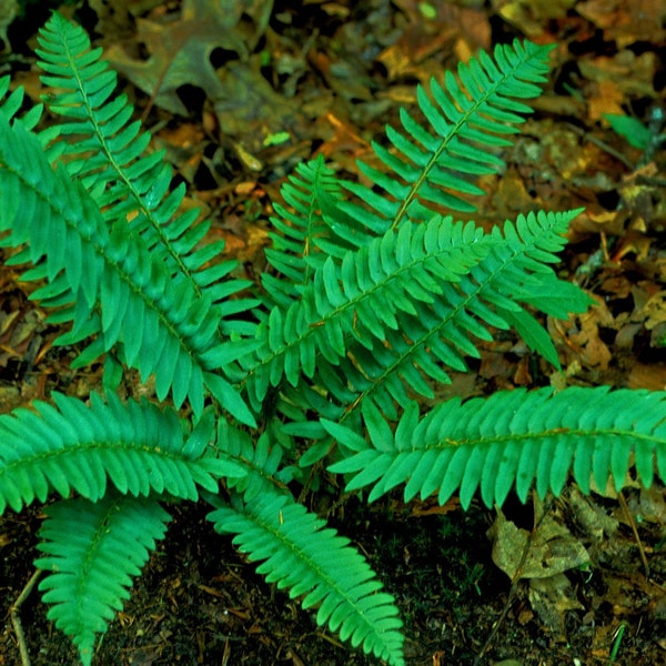 30 christmas fern bulbs(Polystichum acrostichoides)