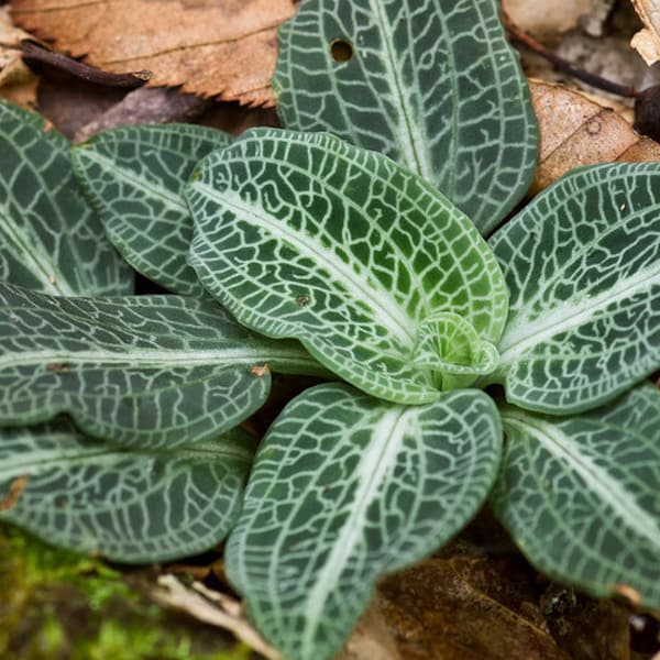 5 Rattlesnake Plantain(Goodyera pubescens)