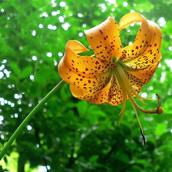 12 Turk's cap lily