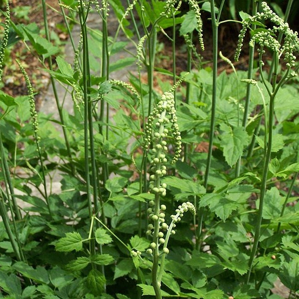 12 black cohosh mature roots systems