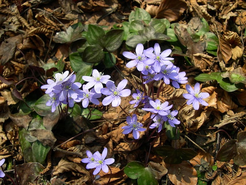 12 SHARP LOBED HEPATICA (Anemone acutiloba)