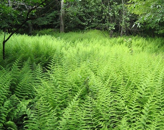 30 hay scented ferns,Dennstaedtia punctilobula